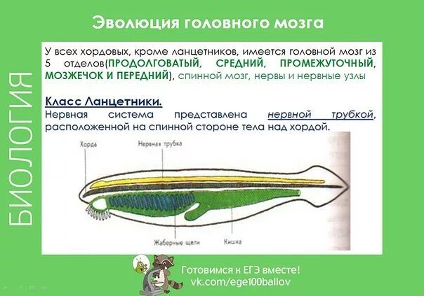 Нервная система хордовых животных состоит из. Эволюция хордовых животных. системы хордовых таблица. нервная система хордовых животных. нервная система хордовых таблица.