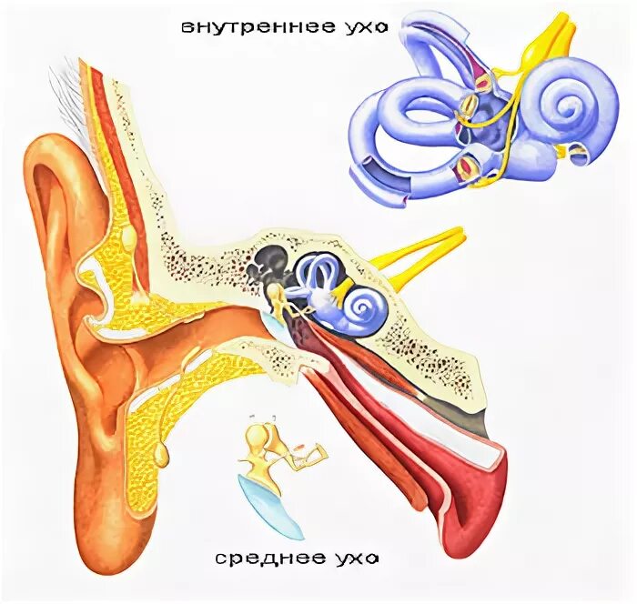 Воспаление внутреннего уха лабиринтит. Острый отит внутреннего уха. Воспаление среднего и внутреннего уха.