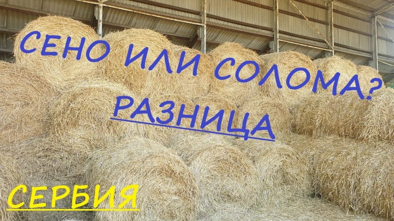 Сено и солома разница. Сено от соломы. Отличие сена от соломы. Сено солома разница фото.