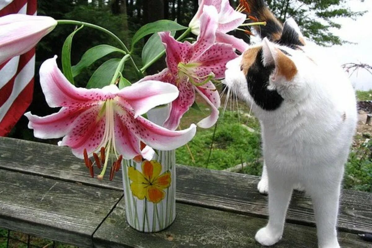 Смертельно опасный цветок для кошек. Лилии и кошки. Лилия кошка. Лилии неопасные для кошек. Котенок с лилиями.
