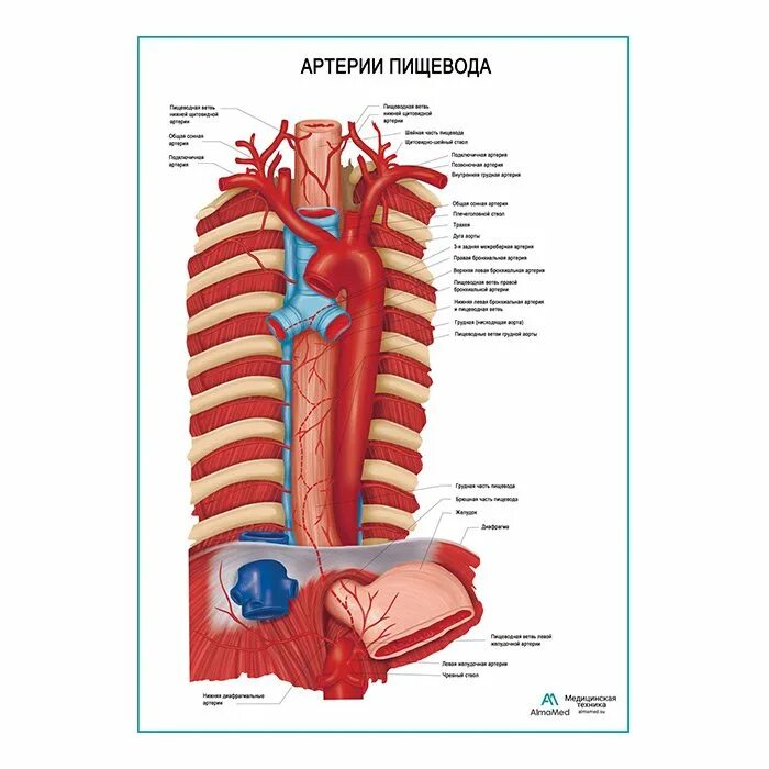 Артерии пищевода анатомия. Кровоснабжение пищевода анатомия. Пищевод топографическая анатомия.