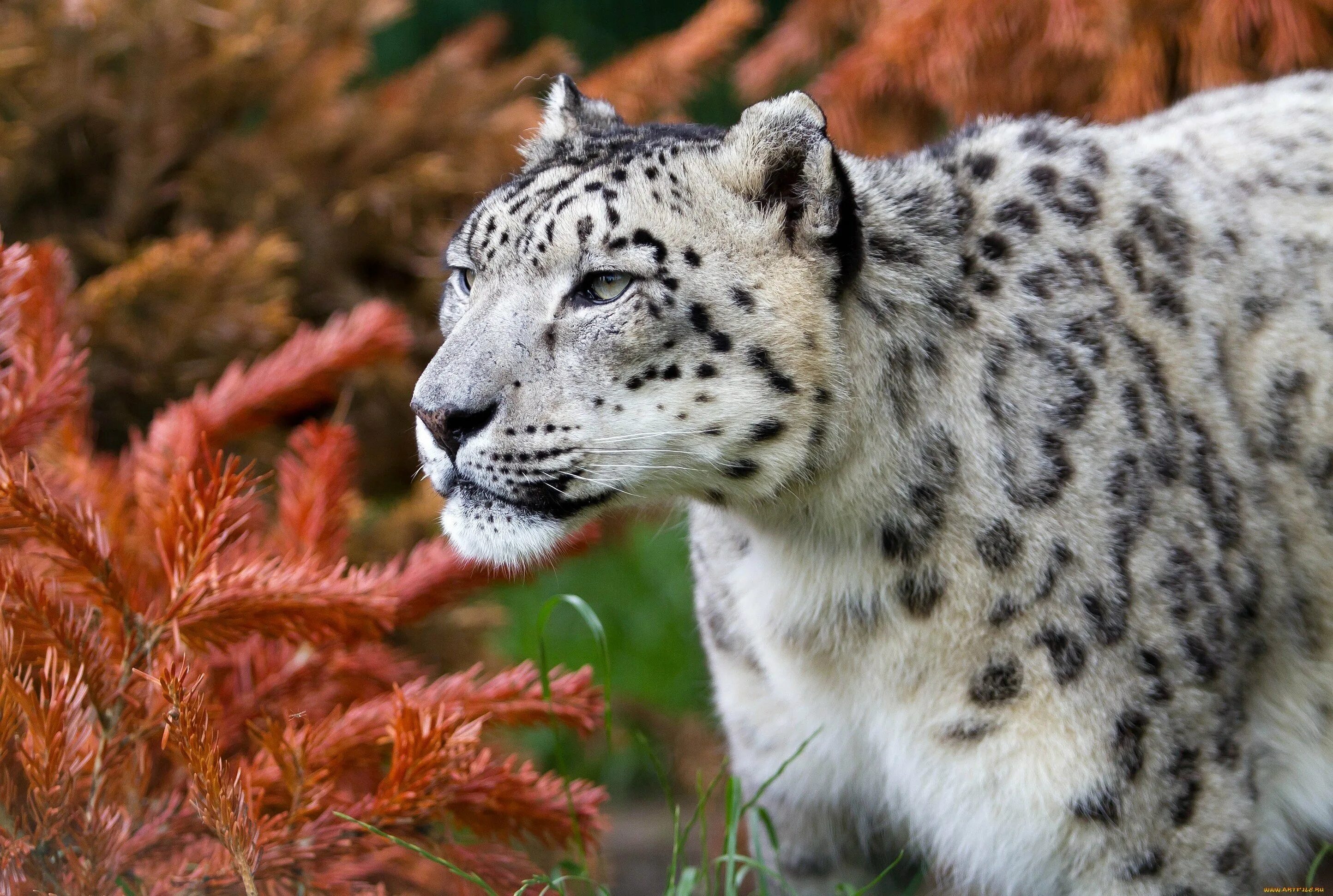 Снежный Барс альбинос. Леопард снежный Барс Ягуар. Снежный Барс пятнистый. Ягуар в Северной Америке.