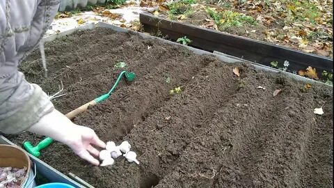 Посадка чеснока расстояние между зубчиками и рядами