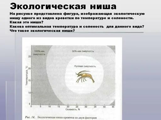 Экологическая ниша. Экологическая ниша креветки. Экологическая ниша факторы. Экологическая ниша презентация. Экологическая ниша презентация 9