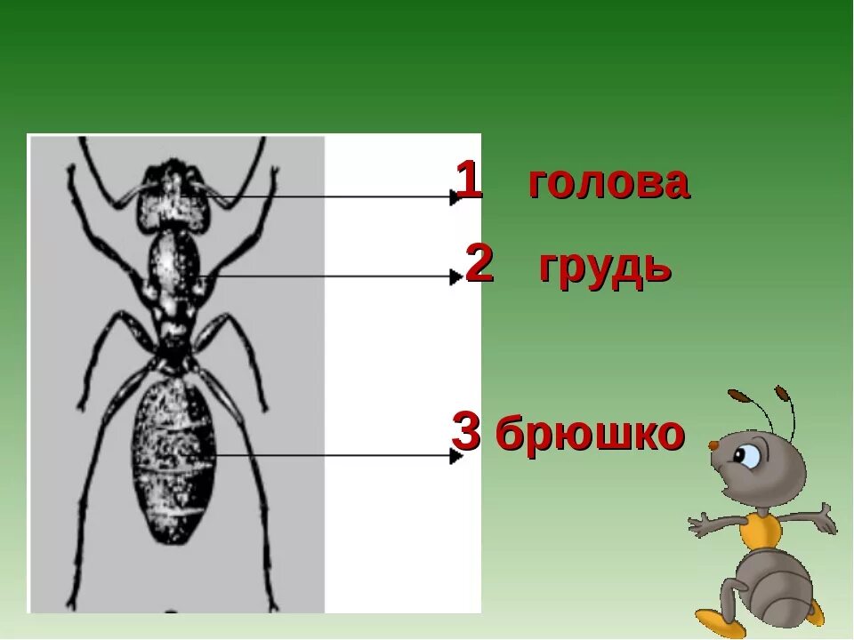 Сколько лап у муравья. Муравей строение тела. строение муравья насекомого. строение муравья. муравей строение тела для детей.