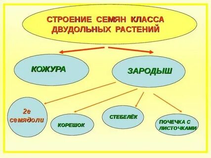 Строение семян 6 класс биология конспект