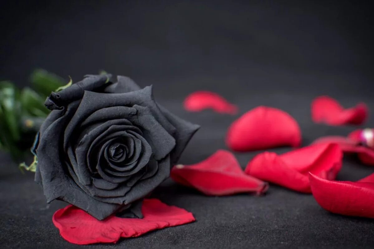Черные розы Халфети букет. Розы на темном фоне. Rose8flower