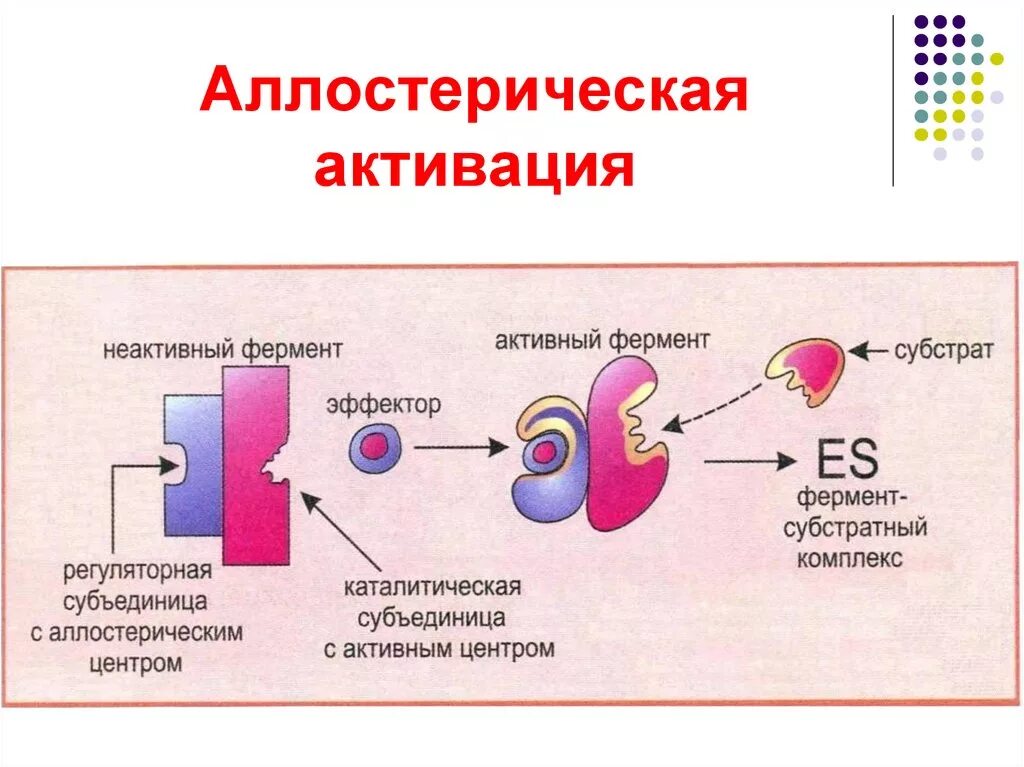 Неактивный фермент. Аллостерический фермент схема. Аллостерическая регуляция схема. Схемы действия аллостерических активаторов и ингибиторов. Схема действия аллостерического активатора на регуляторный фермент.