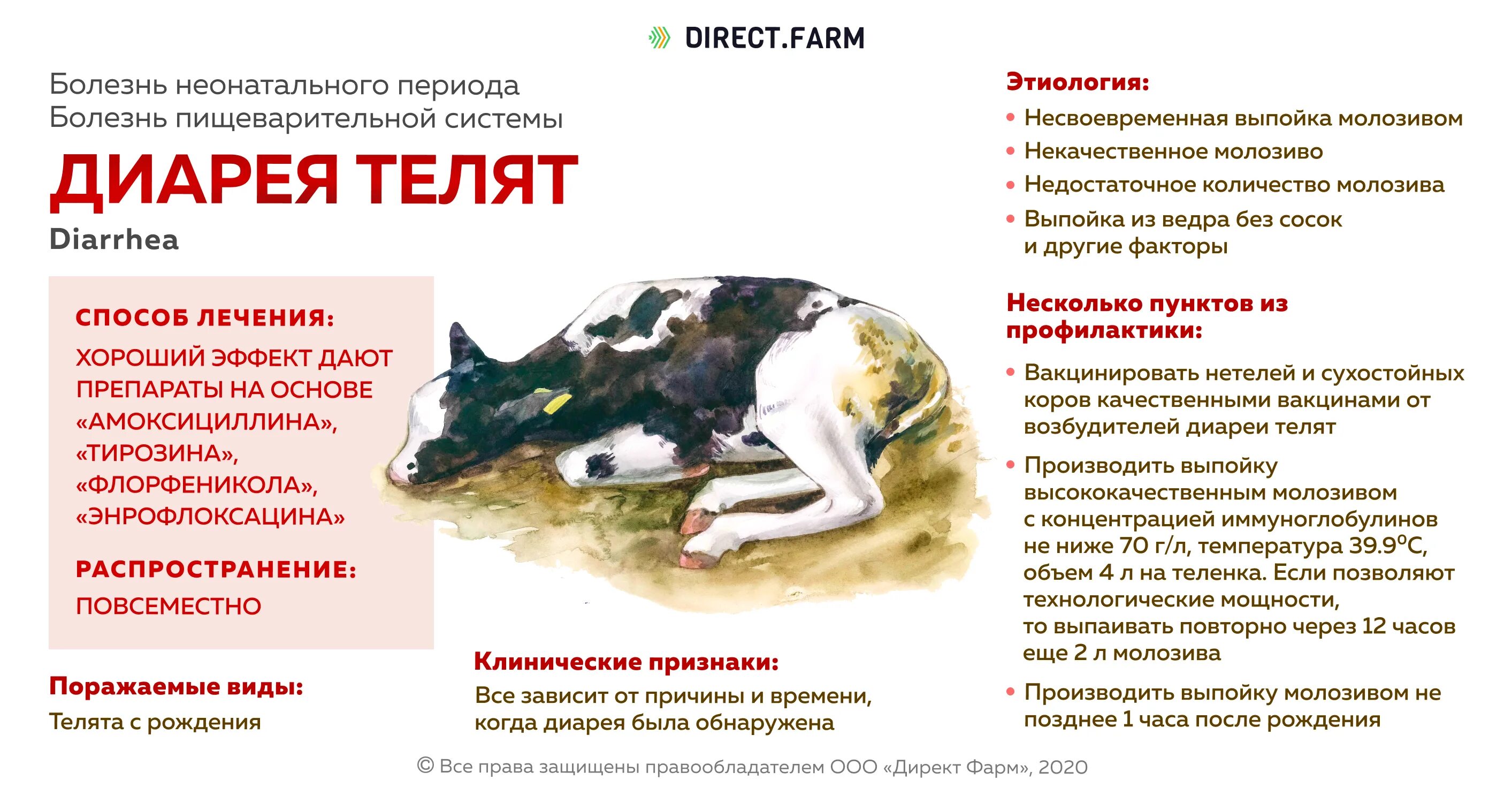 Как вылечить теленка