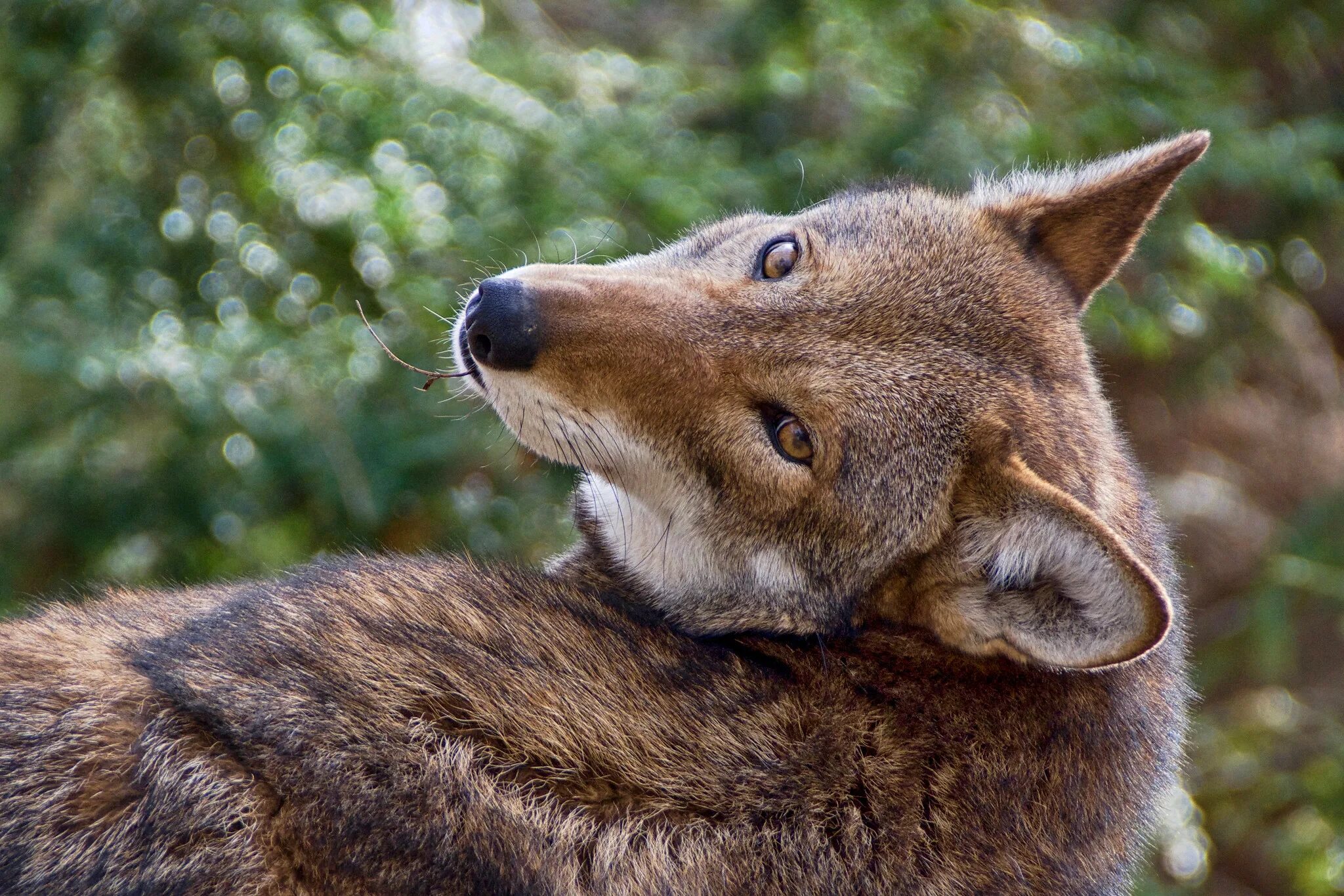 Ред вольф. Red Wolf, canis Rufus. Техасский волк. Самый редкий волк. Пестрый волк.