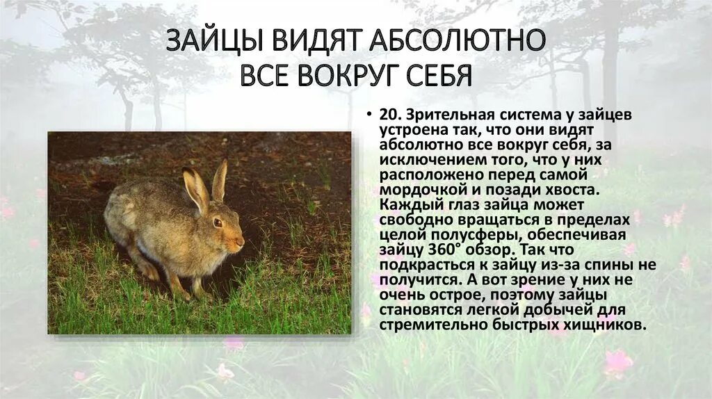 Рассказ про зайца. Интересное о зайцах. Интересное о зайцах для детей. Интересное о зайцах. Интересное о зайцах.