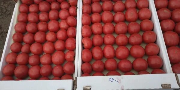 На рынке грунтовых томатов в стране z. Помидоры в ящике. Дагестанские помидоры. Помидоры в лотке. Розовые помидоры в ящиках.