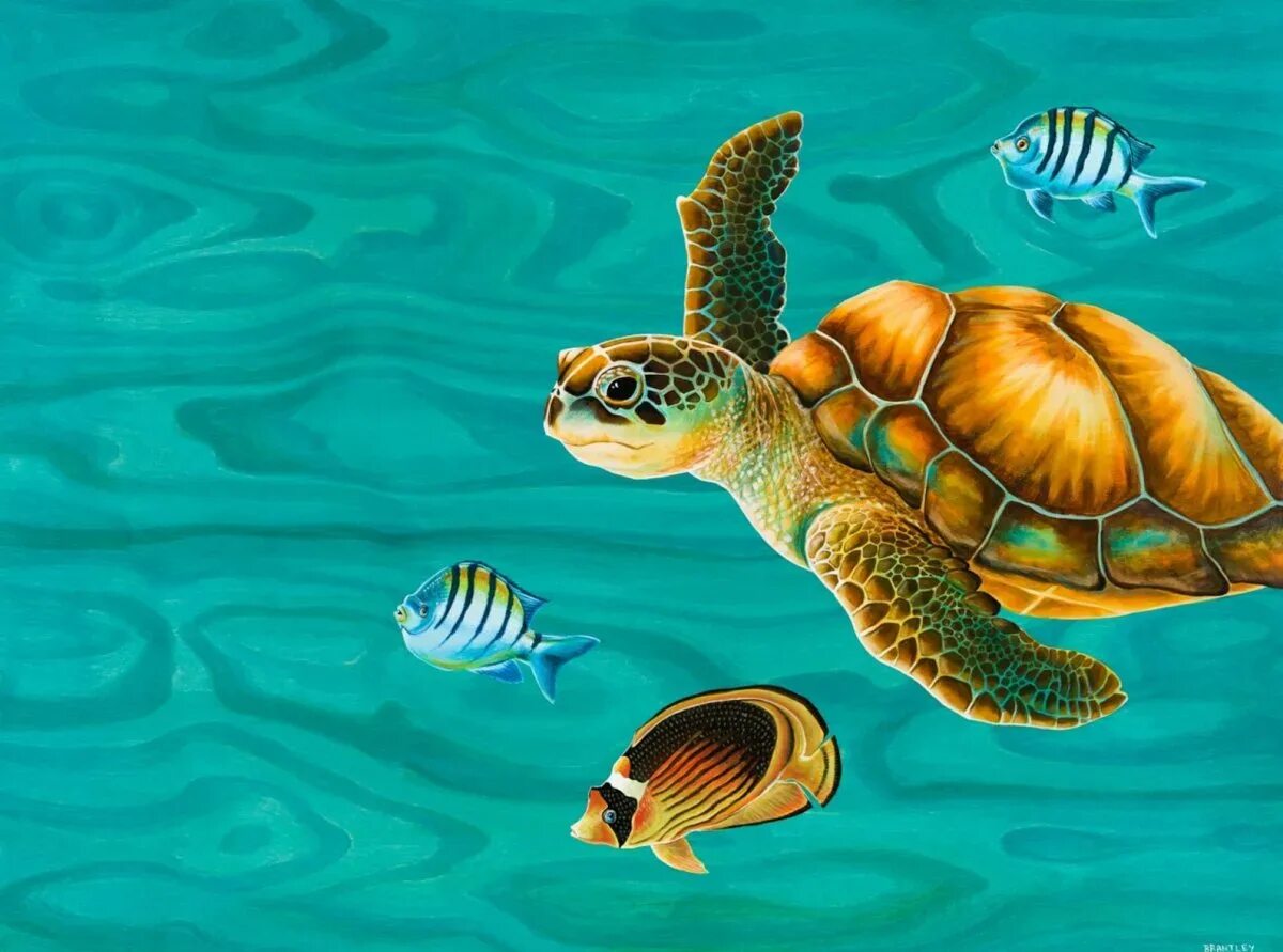 Морская черепаха. Морская черепаха арт. Черепаха картина. Морское дно черепаха. Сен санс черепаха