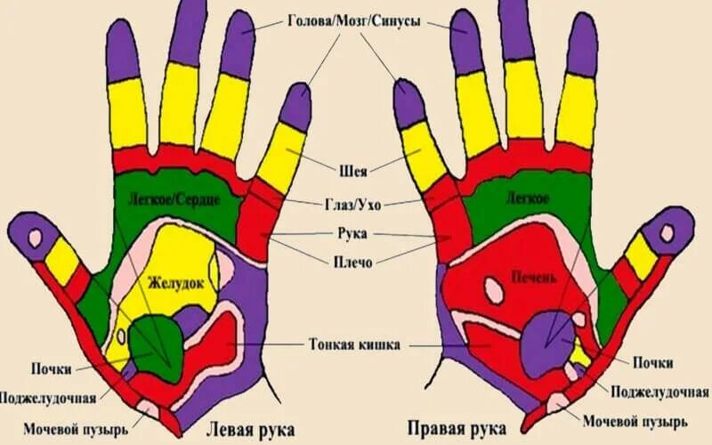 Ноет левая пальцы рук. Точки органов на ладони. Биологические точки на руке. Рефлекторные точки на ладонях.