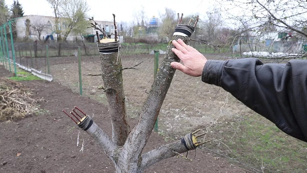 Привой яблони. Привой и подвой плодовых деревьев. Обрезка яблонь весной прививка, яблонь. Привой яблони в ствол.