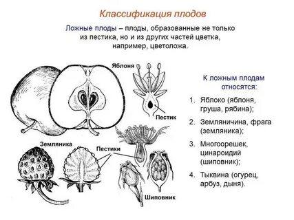 Истинные ложные плоды