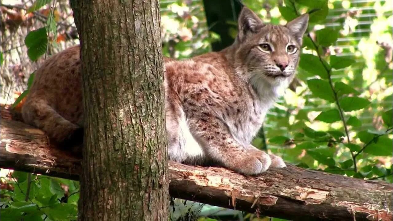 Рысь домашняя. Самая опасная Рысь.