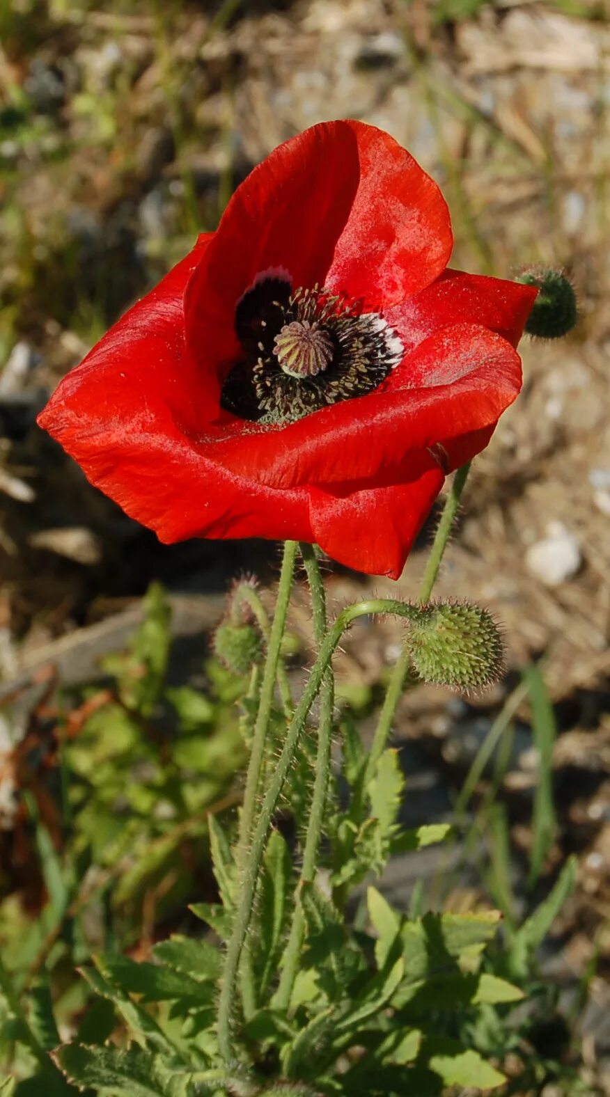 Как переводится poppy. Мак самосейка опиум. Мак опий. Мак опийный (Papaver somniferum). Мак Papaver Venus.