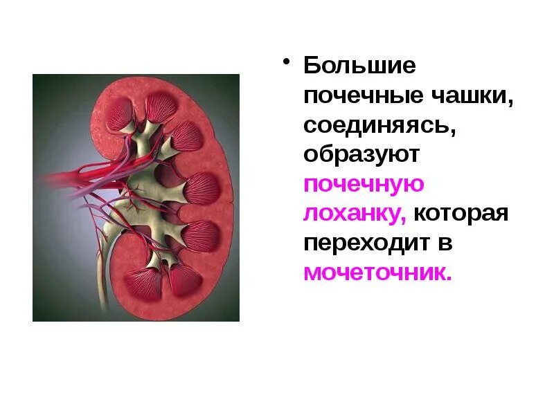 В чем особенность строения почечной лоханки. Почечная лоханка анатомия. Чашечки и лоханка почки анатомия. Лоханка почки почечные чашечки. Почечная лоханка строение анатомия.