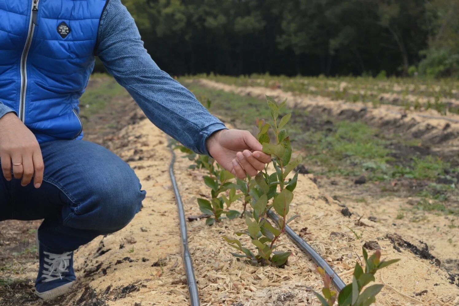 Органическое сельское хозяйство. Виноград на сахалине. Американский фермер. Мужчина в огороде. Фермер сажать.