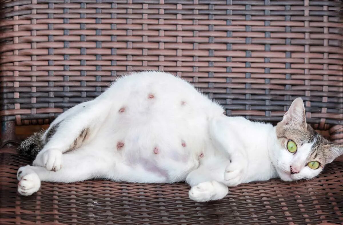 Сон беременной котенок. Сон беременной котенок
