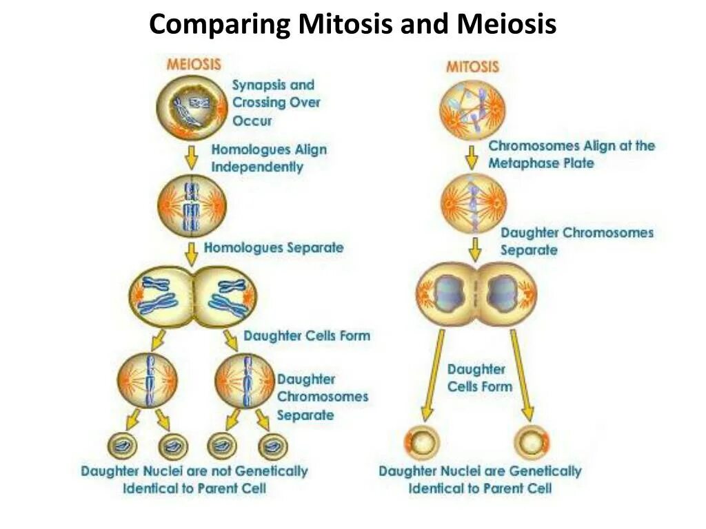 Самостоятельная мейоз. Mitosis and Meiosis. Митоз и мейоз. Деление клетки митоз. Деление клетки мейоз.