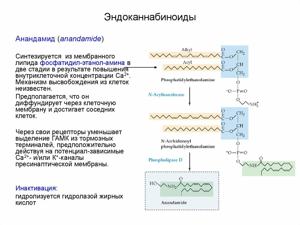 Синтез липидов мембраны. Анандамид Синтез. Эндоканнабиноиды. Эндоканнабиноиды биохимия. Каннабиноидные рецепторы.