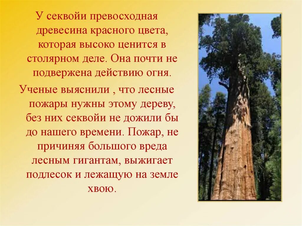 Секвойя дерево древесина. Секвойя высота растения. Секвойя информация о дереве. Секвойя доклад. Свой красное дерево текст