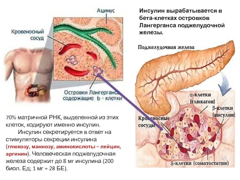 Какой орган вырабатывает инсулин в организме. Поджелудочная железа островки лангерганса гормоны. клетки поджелудочной железы секретируют инсулин. бета клетки островков лангерганса вырабатывают гормон. инсулин вырабатывается в … островков лангерганса..