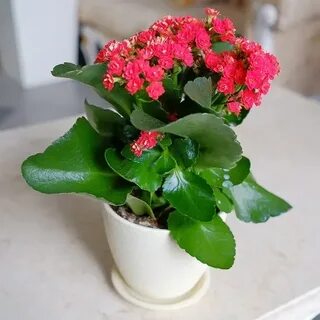 Каланхоэ домашняя в горшке как ухаживать