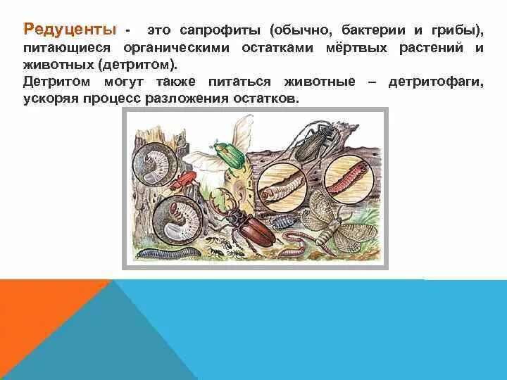 Редуцентами называют организмы. Редуцентами называют организмы. Редуценты примеры. Хемосинтезирующие бактерии в экосистеме. Организмы редуценты.