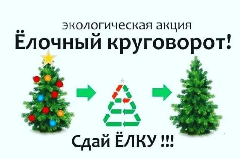 Ответы проверка знаний об акции елочный круговорот. Акция елочный круговорот. Утилизация новогодних елок. Новогодняя елка 2023. Акция елочный круговорот.