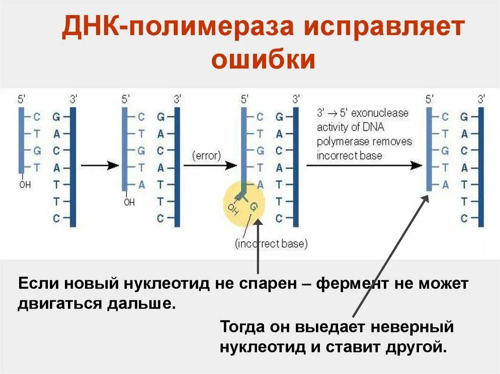 Днк полимераза направление