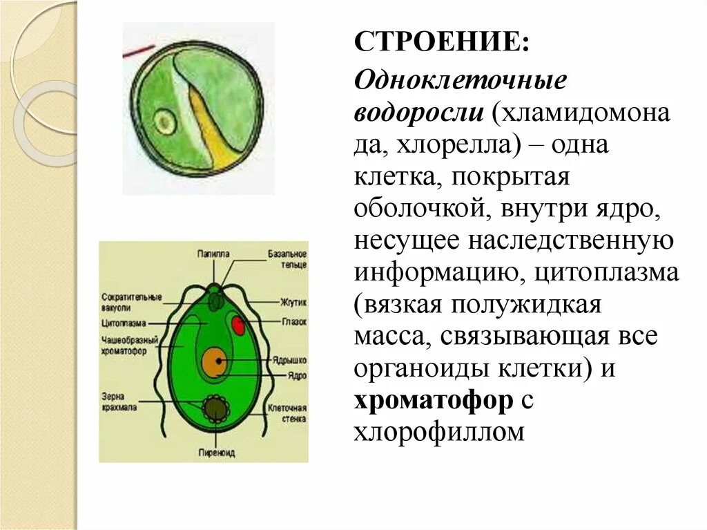 В каких биотехнологиях используют одноклеточные водоросли. Одноклеточная водоросль хлорелла строение. Строение водоросли хламидомонады. Строение клетки одноклеточная водоросль хлорелла. Зеленые водоросли хлореллы строение.