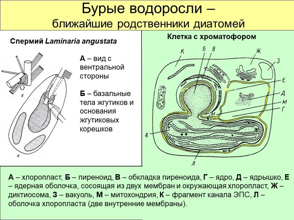 Клетка бурой водоросли. Строение клетки бурой водоросли. Строение клетки бурых водорослей 5 класс. Ламинария строение клетки. Клетка водоросли ламинарии.