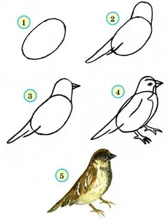 Рисунок птицы 5 класс