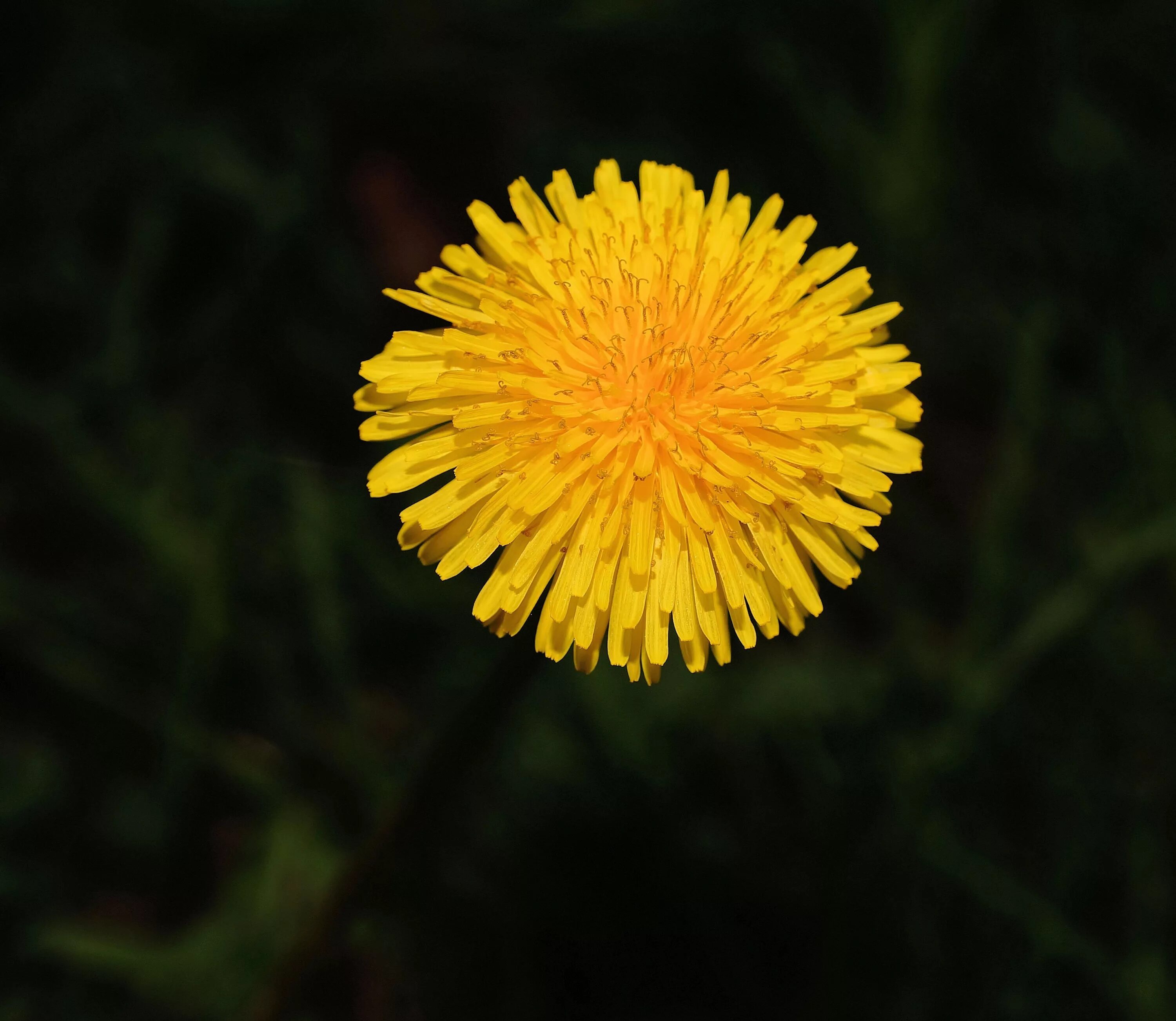 Кульбаба растение. Одуванчик одиночный цветок. Жёлтый цветок. Одуванчик желтый. Покажи цветок одуванчик