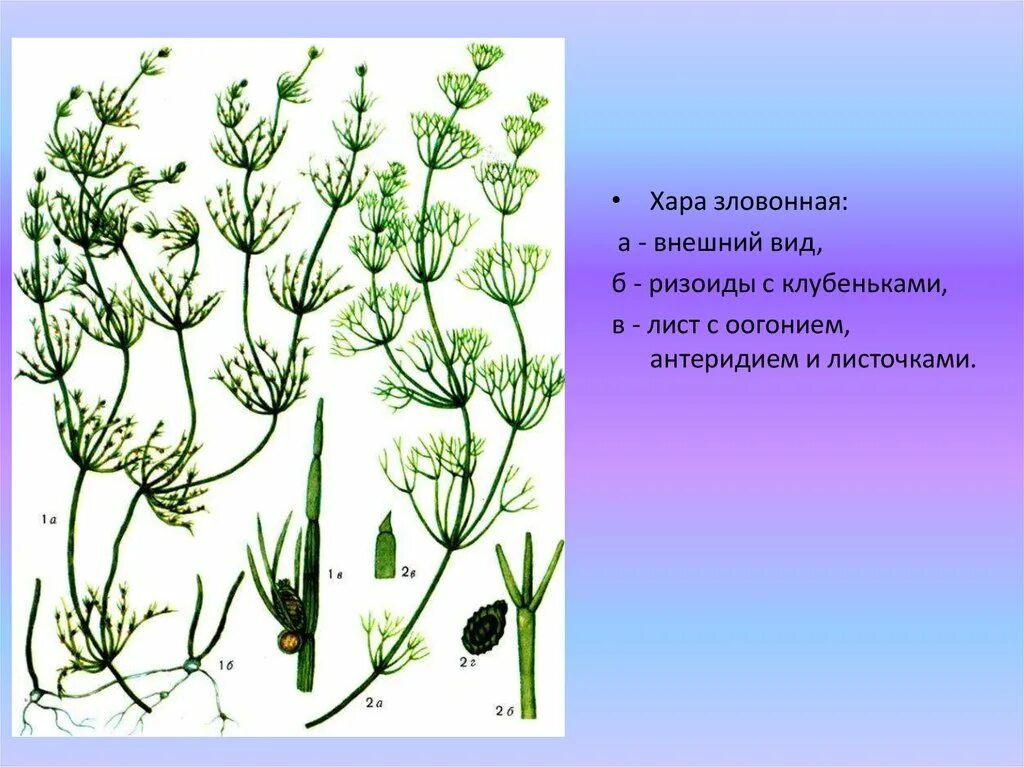 Нителла какая группа организмов