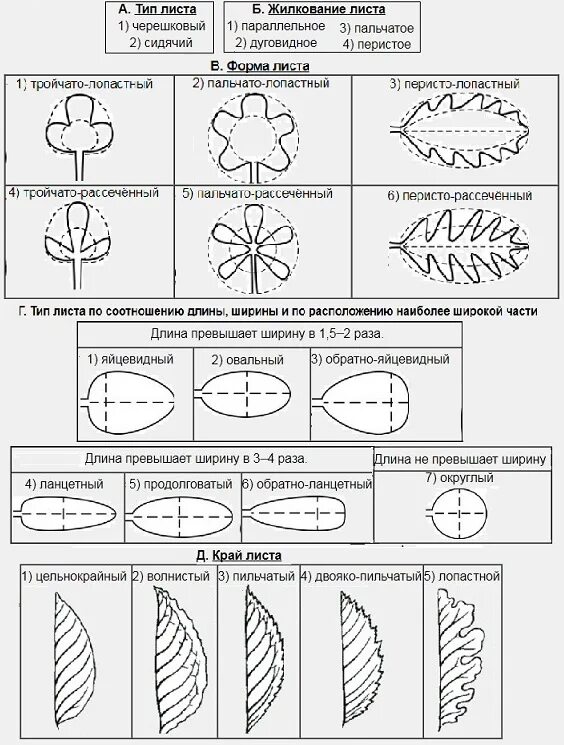 Типы жилкования листовой пластинки. Типы жилкования листьев таблица. Формы жилкования листьев. Типы жилкования схема. Параллельное 2 дуговидное 3 пальчатое 4 перистое