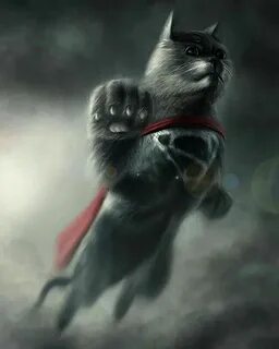 Котик герой