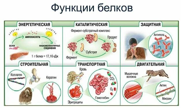 Структура клетки белки. Белок содержится в клетках. Строительный материал клеток и тканей. Молекулярная структура клетки. Биополимеры белки строение.