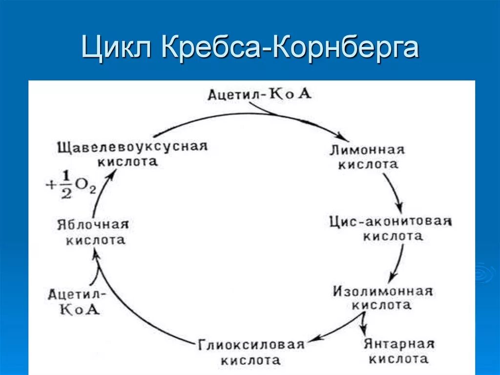 Цикл трикарбоновых кислот Кребса биохимия. Цикл трикарбоновых кислот простая схема. Соединение, являющееся метаболитом цикла Кребса. Цикл Кребса схема с АТФ.