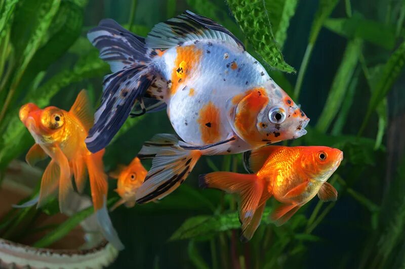 Рыбка плавает боком. Golden fish group. Рыбы плавают боком в аквариуме. Рыба которая плавает боком. Рыбка вверх брюхом.