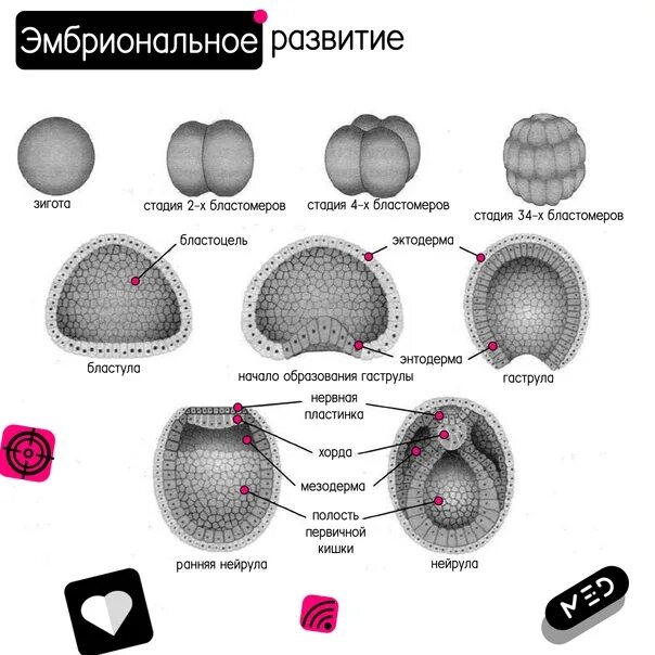 Этапы эмбрионального развития схема. Этапы эмбрионального развития человека таблица. Эмбриональный период онтогенеза. Основные этапы эмбрионального развития таблица.