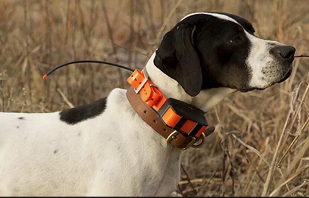 Gps навигатор для охоты для собак. Gps-ошейник ошейник garmin t5. ошейник garmin t5 collar rus. навигатор для собак с ошейником т5. ошейник с gps для охотничьих собак garmin.