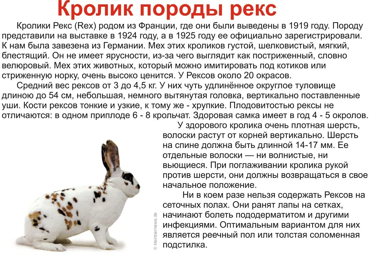 До какого возраста растут кролики