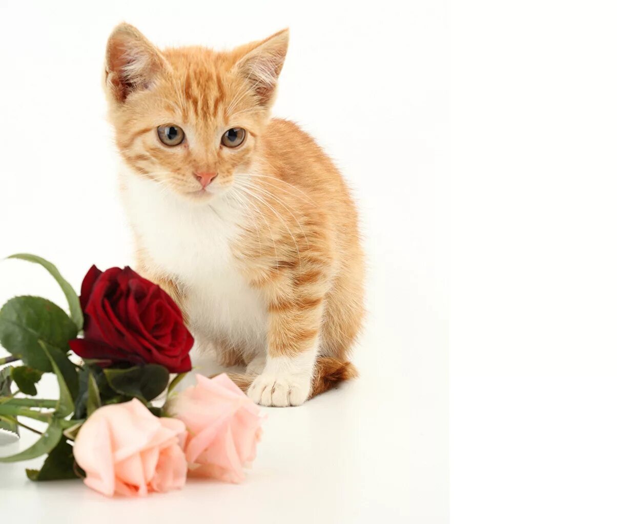 Котик с цветочком. Котик с цветами с днем рождения. Котик с цветами с днем рождения. Котик с цветами с днем рождения. Кошечка с цветами.