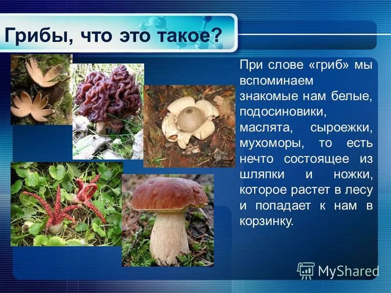 Слово гриб. Грибы презентация. Грибы презентация 2 класс. Съедобные грибы. Что такое грибы кратко.