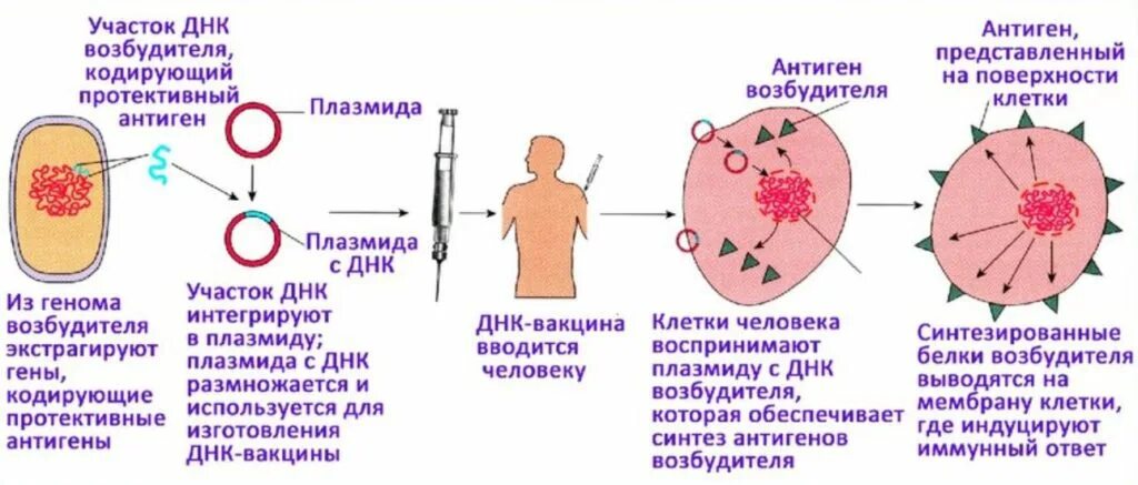 Генная вакцина. Создание вакцин схема. ДНК-вакцина. Генные вакцины. Схема создания ДНК вакцины.