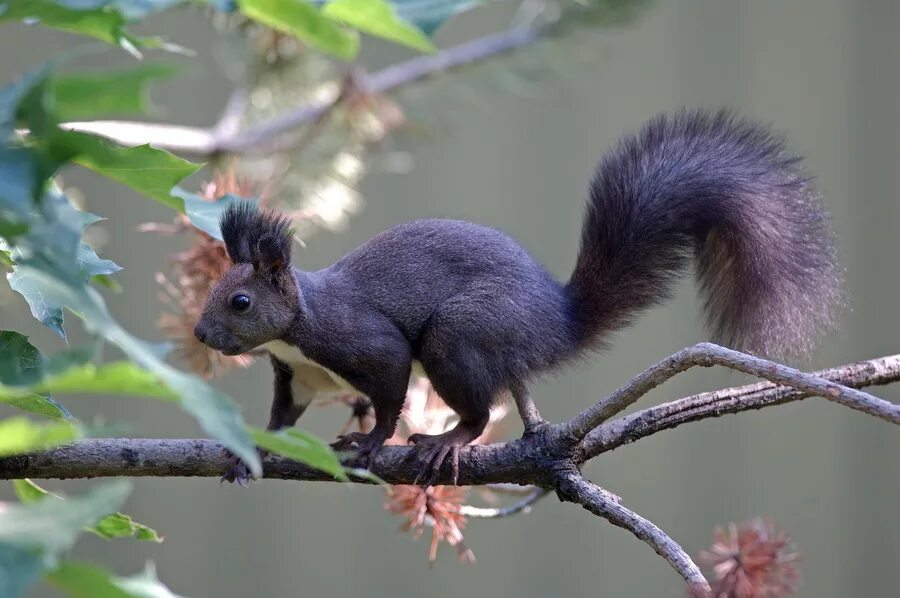 Породистые белки. Белки. Уссурийская белка. Беличьи грызуны. Виды белок в россии.